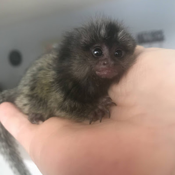 Meet your Posher, Ruby - Picture 1 of 1